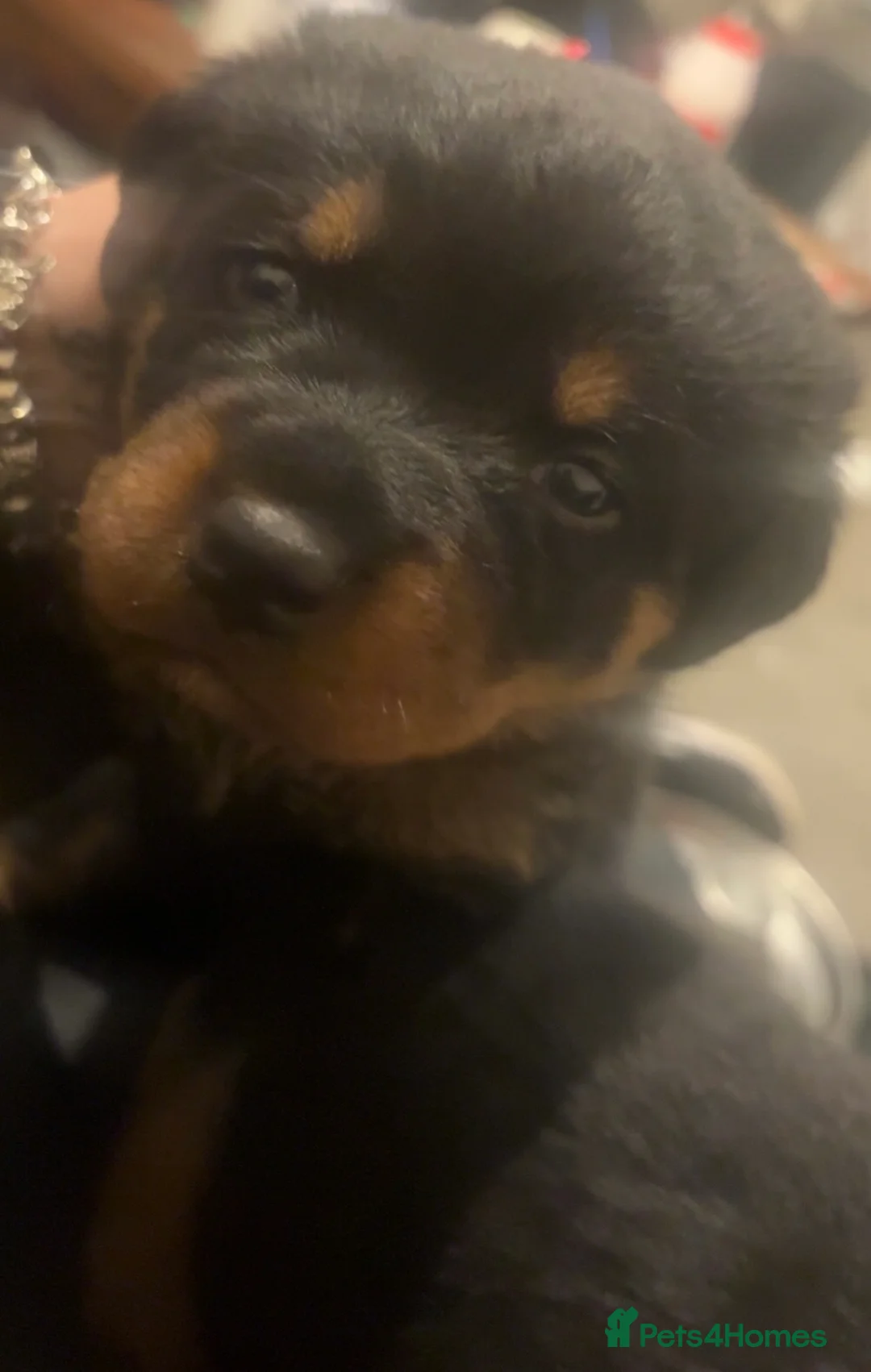 Rottweiler dogs for sale: 3 chunky KC registered girls for sale - Advert 5