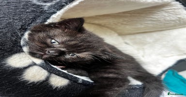 British Shorthair cats - Advert 6