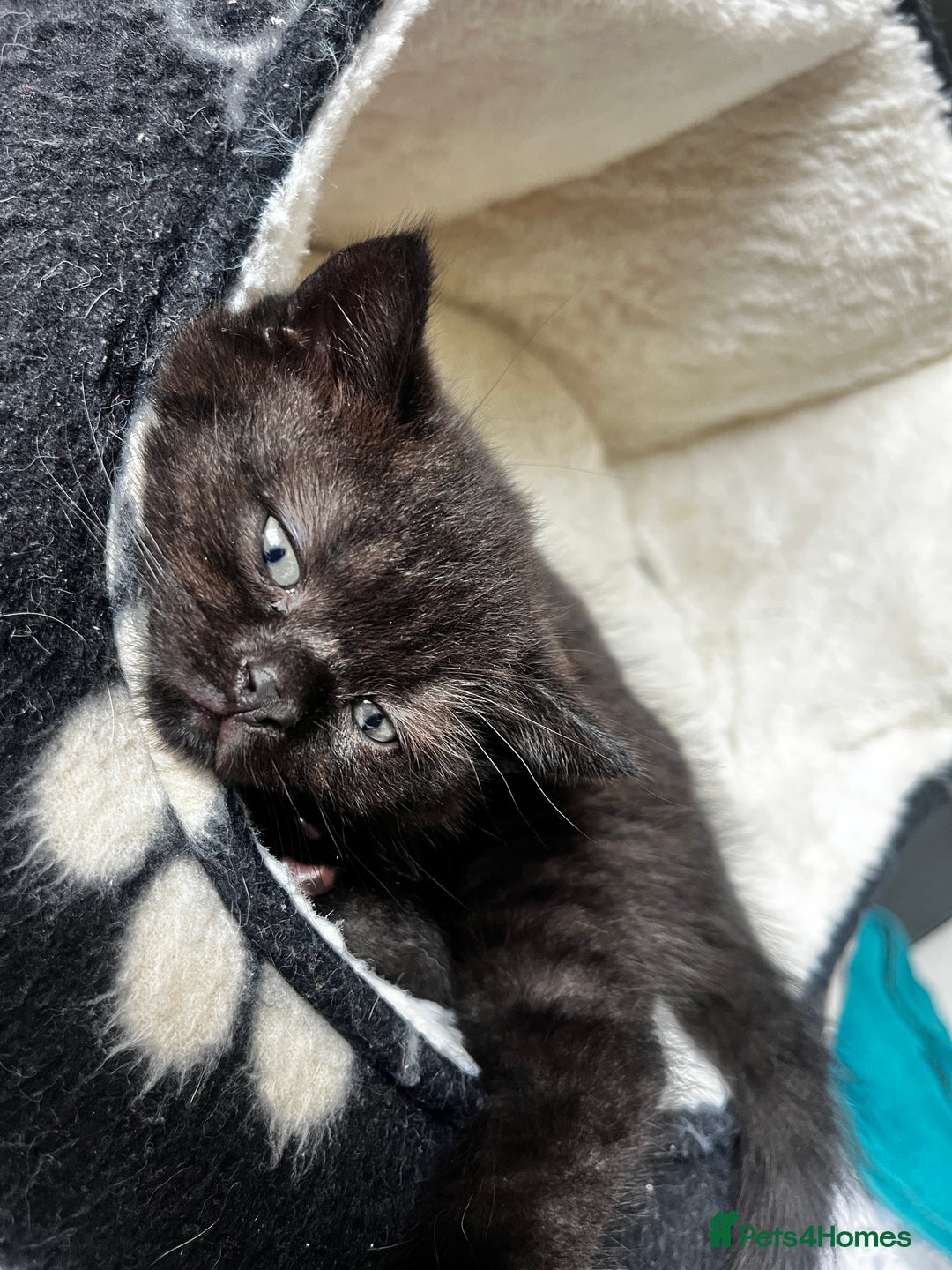 British Shorthair cats for sale: Dark chocolate british shorthair boy - Image 4