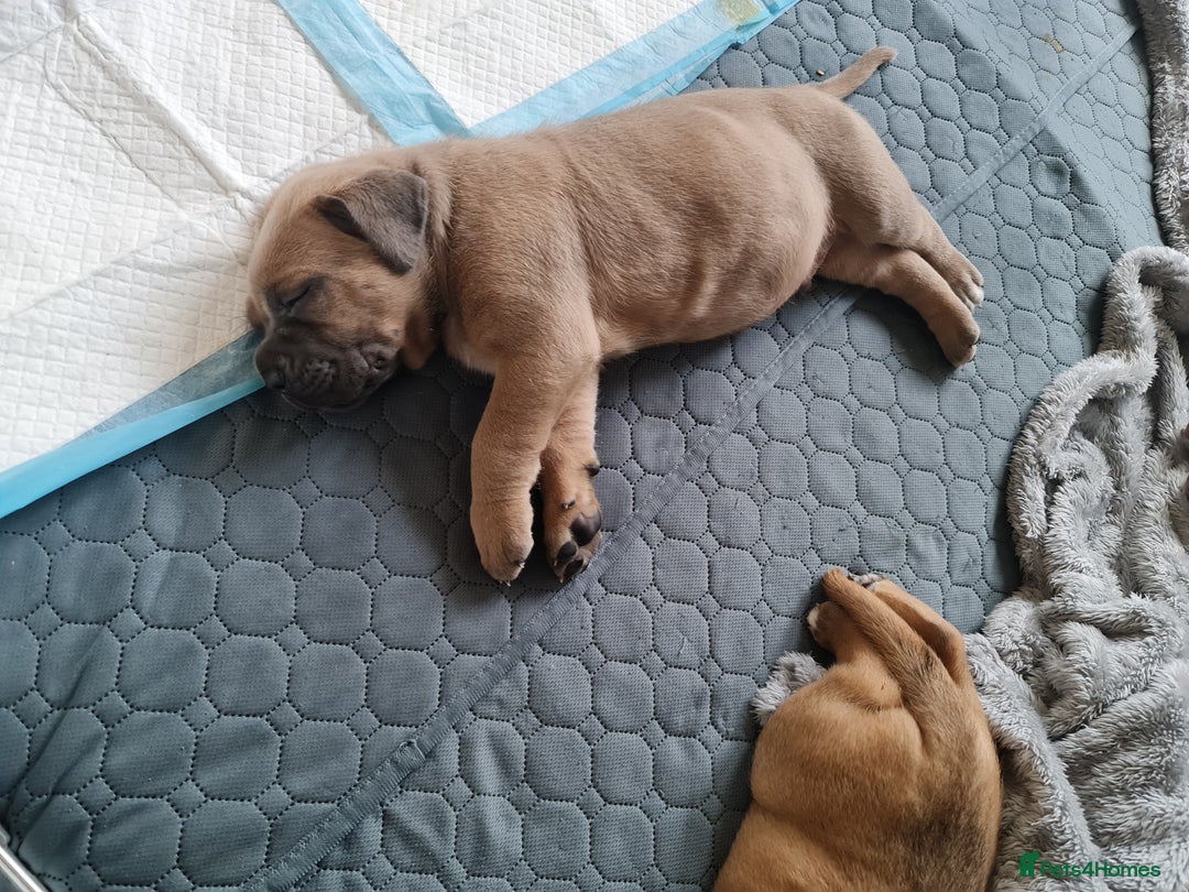 Cane Corso dogs for sale: Cane Corso Puppies in Wolverhampton - Image 16