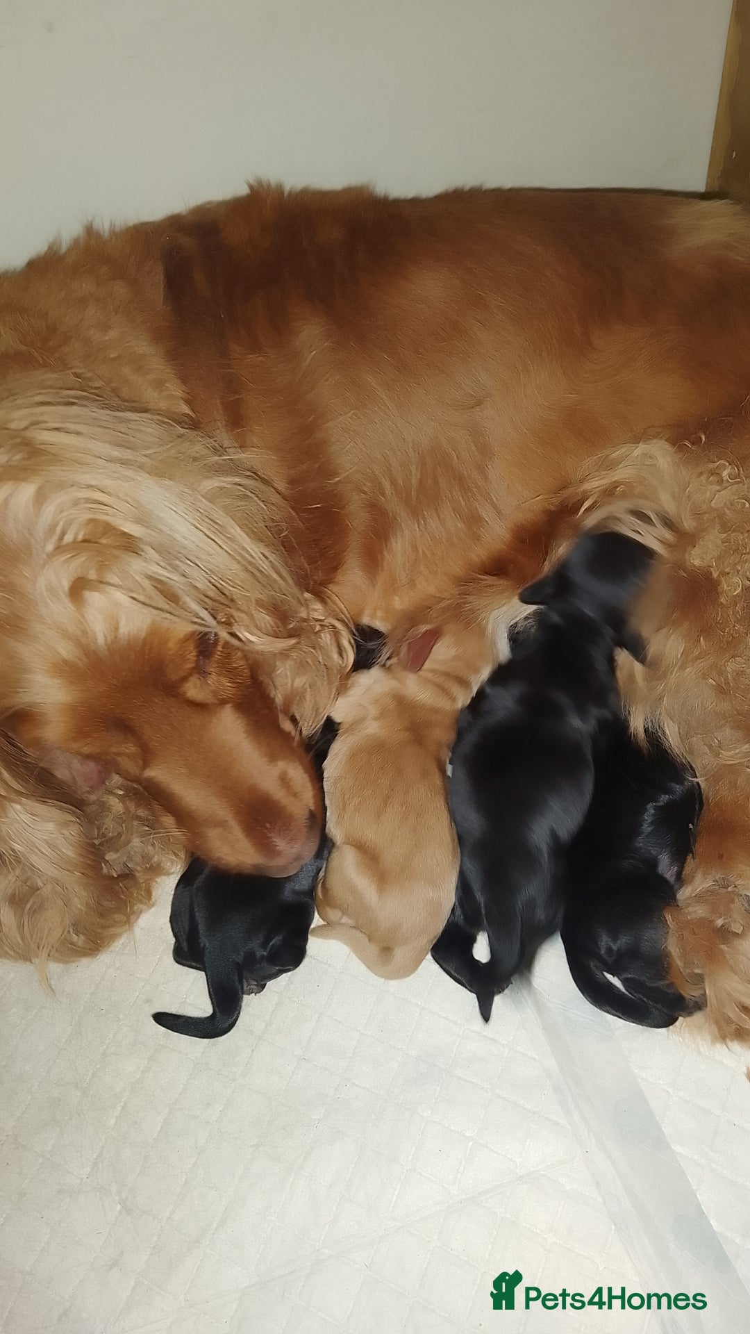 Cocker Spaniel dogs for sale: Stunning KC registered show cocker puppies - Advert 2