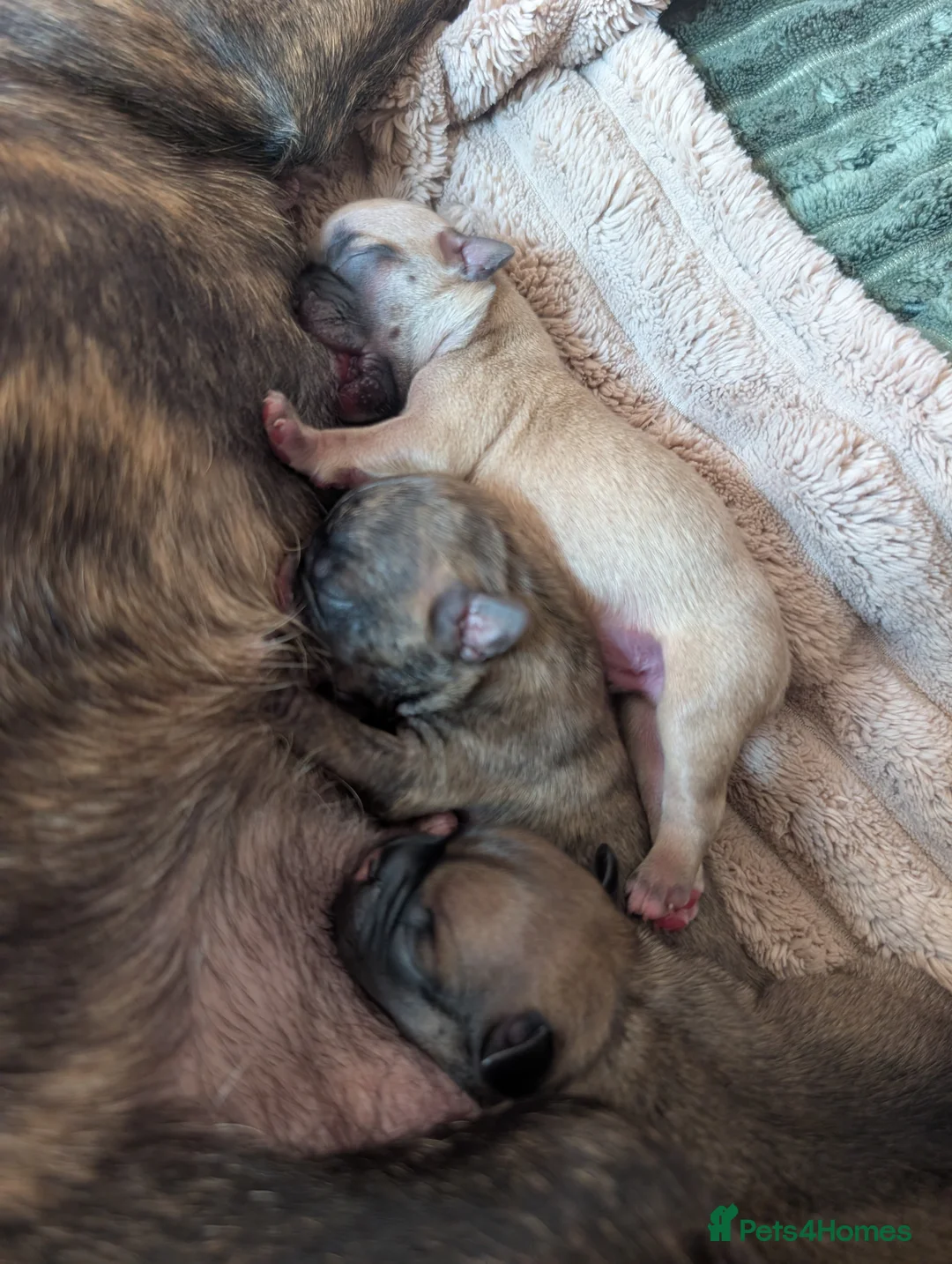 French Bulldog dogs for sale: *last one*Mixed (75%) French Bulldog Frenchie - Advert 7