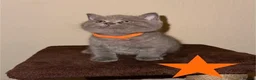 British Shorthair cats for sale: Beautiful British Shorthair Kittens–First Litter🐾 - Advert 13