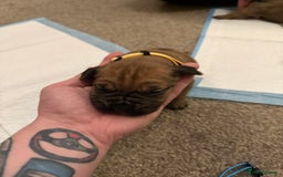 Cane Corso dogs for sale: Large Cane Corso pups - Advert 17