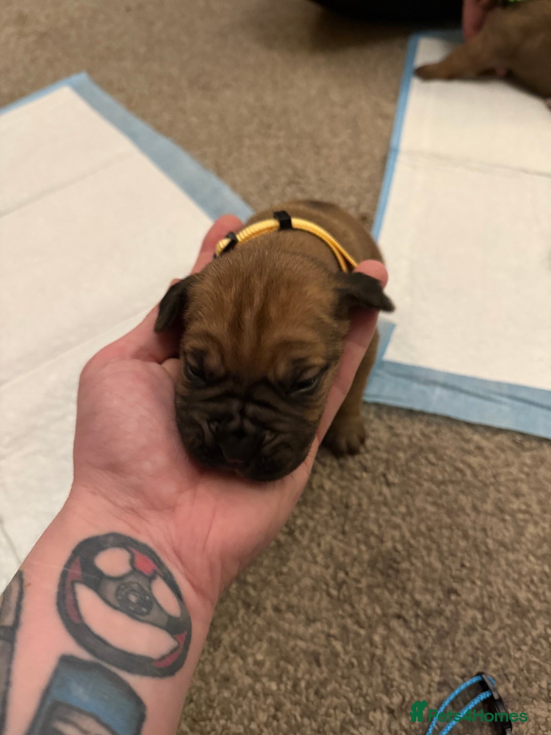 Cane Corso dogs for sale: Large Cane Corso pups - Advert 17