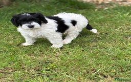 Cockapoo dogs for sale: cockerpoo Puppies 2 Left!  - Image 11