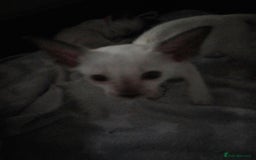 Siamese cats for sale: SIAMESE KITTENS - Image 7