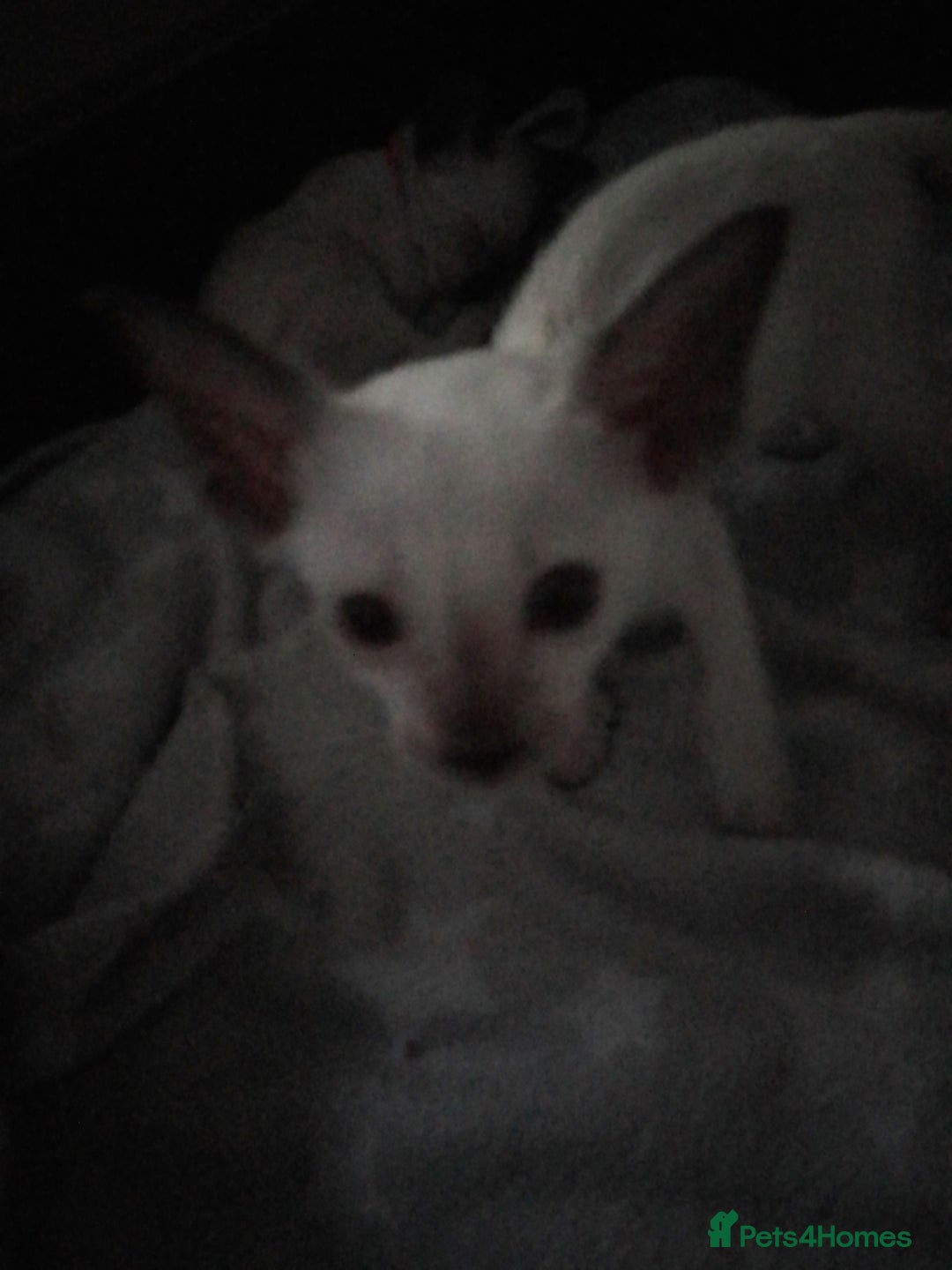 Siamese cats for sale: SIAMESE KITTENS - Image 7