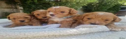Poochon dogs for sale: Health tested beautiful poochons  - Advert 9