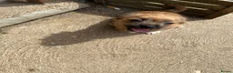 Mixed Breed dogs for sale: READY NOW….. Jack Russell beautiful litter of boys - Advert 2