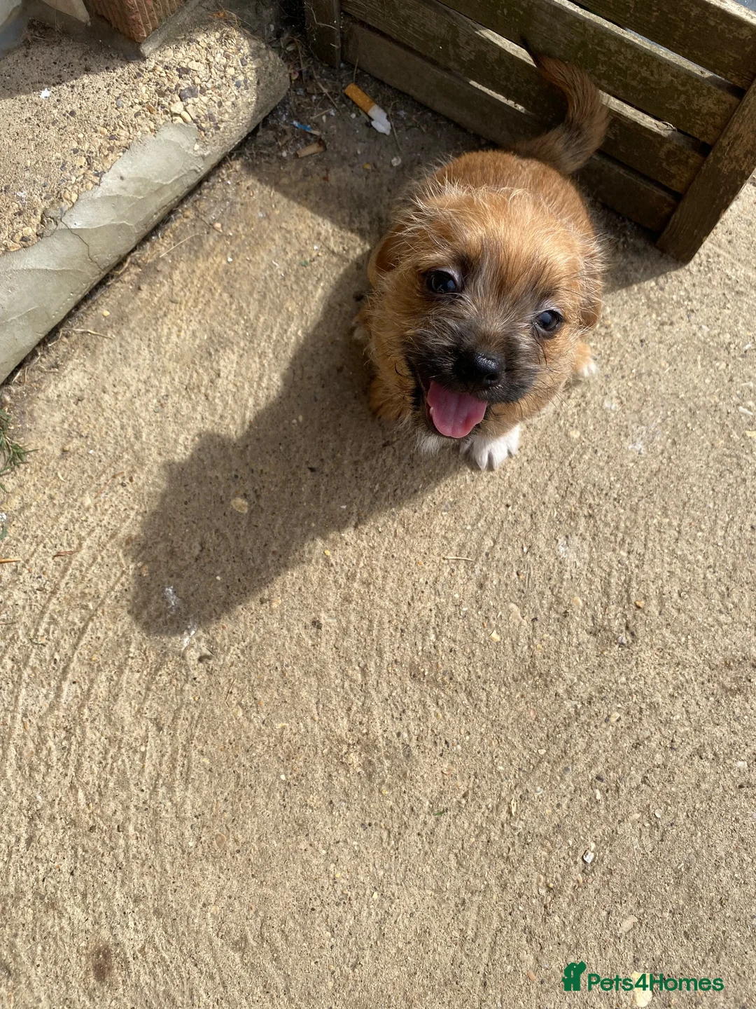 Mixed Breed dogs for sale: READY NOW….. Jack Russell beautiful litter of boys - Advert 2