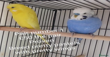 Budgerigars birds - Advert 2