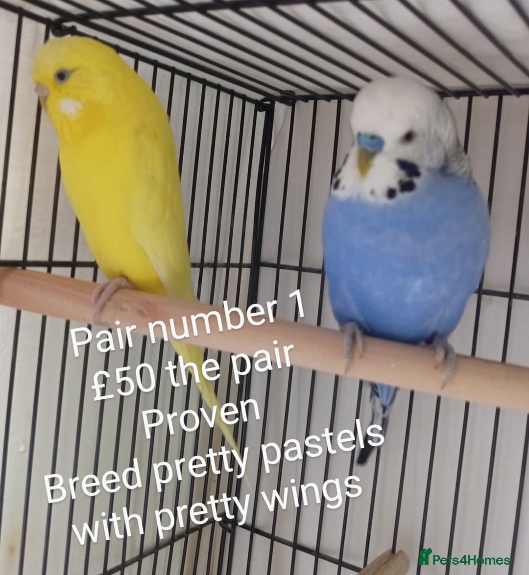 Budgerigars birds for sale: Budgies - babies, adults & pairs available/ - Image 2