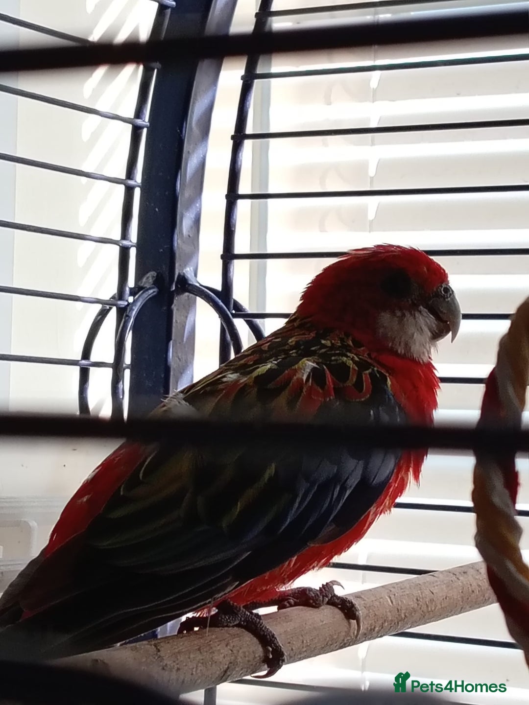 Parrots birds for sale: breeding pair of rosellas - Image 2