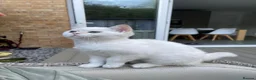 Scottish Fold cats for sale: PUREBRED GOLDEN CHINCHILLA SCOTTISH FOLD KITTENS  in Basildon - Advert 9