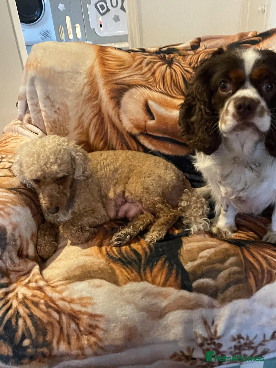 Cavapoo dogs for sale: BEAUTIFUL FULLY HT F1 Cavapoo’s choc carriers  - Advert 1