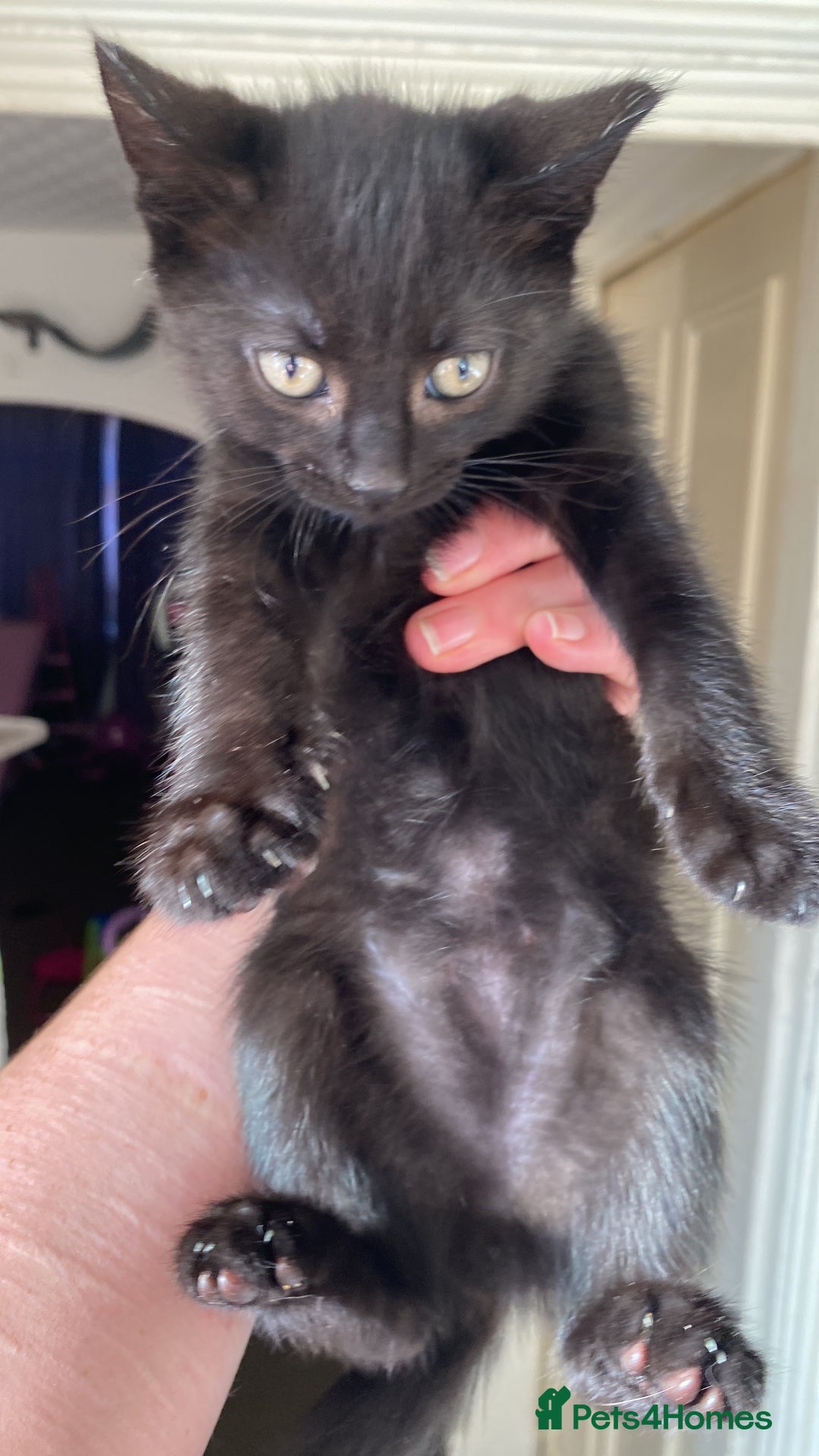 Domestic Shorthair cats for sale: 4 cats in need of homes  - Advert 1