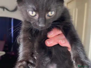 Domestic Shorthair cats 4 cats in need of homes - Advert 2