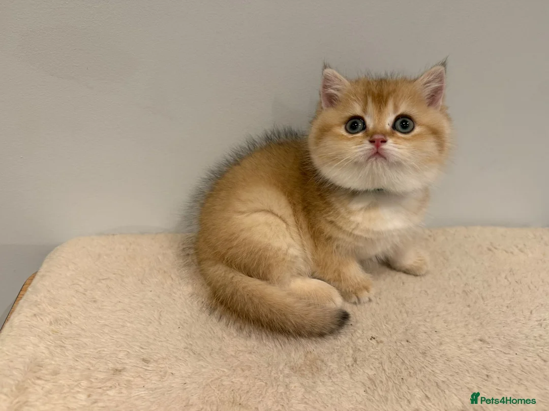 British Shorthair cats for sale: Pure Pedigree BSH Kittens GCCF Rare Golden /Silver - Advert 8
