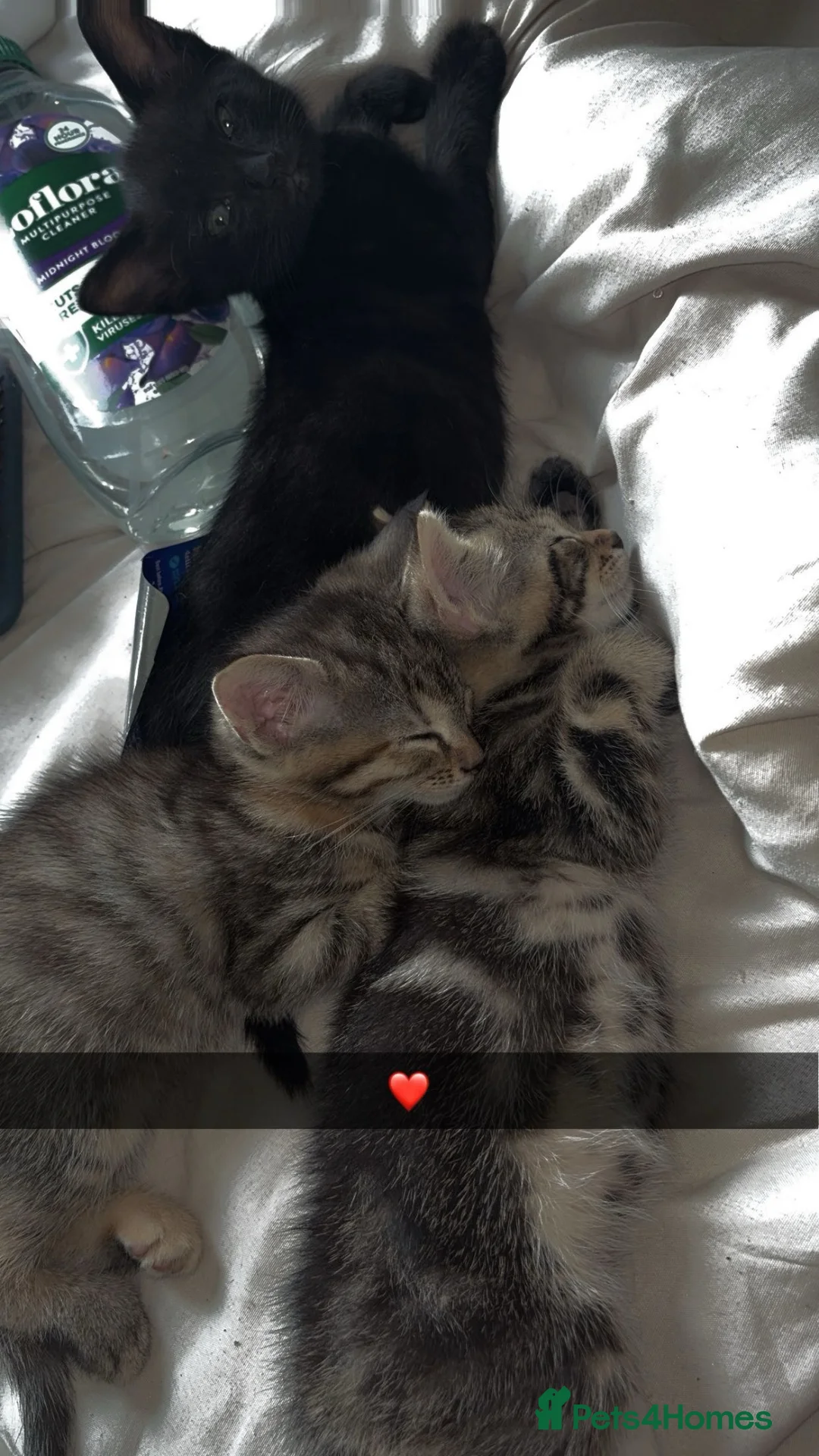 Mixed Breed cats for sale: Beautiful kittens! in Corsham - Advert 3