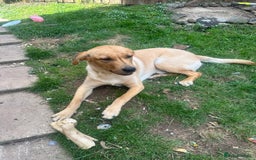 Golden Retriever dogs for sale: Golden Labrador  - Image 6