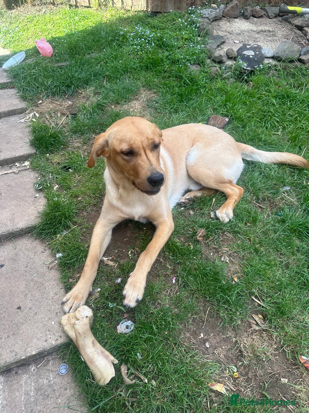 Golden Retriever dogs for sale: Golden Labrador  - Image 6