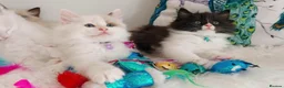 Ragdoll cats for sale: ALL RESERVED 😻😻BEAUTIFUL CROSS RAGDOLL/PERSIAN - Advert 2