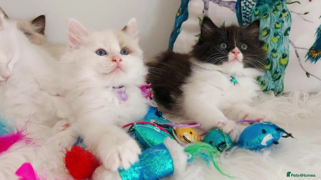 Ragdoll cats for sale: ALL RESERVED 😻😻BEAUTIFUL CROSS RAGDOLL/PERSIAN - Advert 2