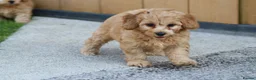 Cavapoochon dogs for sale: CAVAPOOCHON PUPPIES FOR SALE - Advert 29
