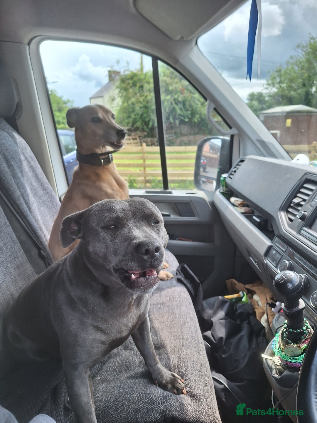 Mixed Breed dogs for sale: Blue staff whippet Cross  - Advert 1