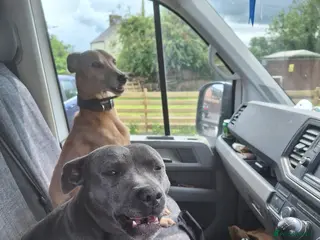 Mixed Breed dogs Blue staff whippet Cross - Advert 12