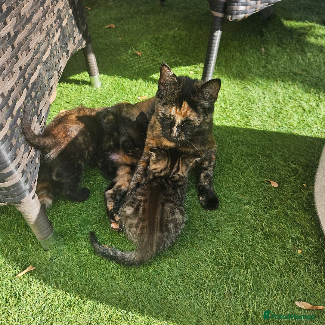 Brazilian Shorthair cats for sale: Kittens  - Image 4
