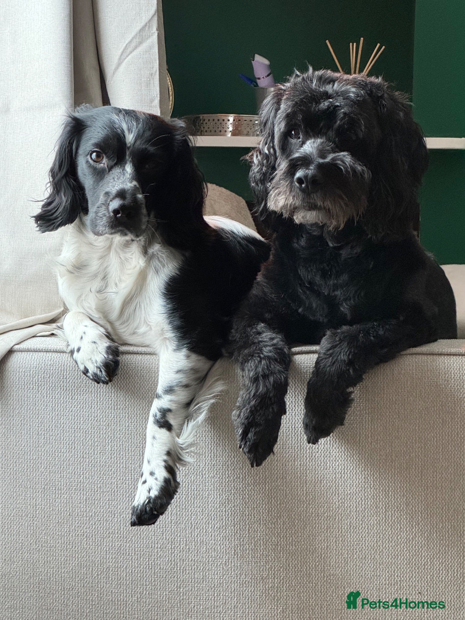 Mixed Breed dogs Sprockerpoo puppies  - Advert 6