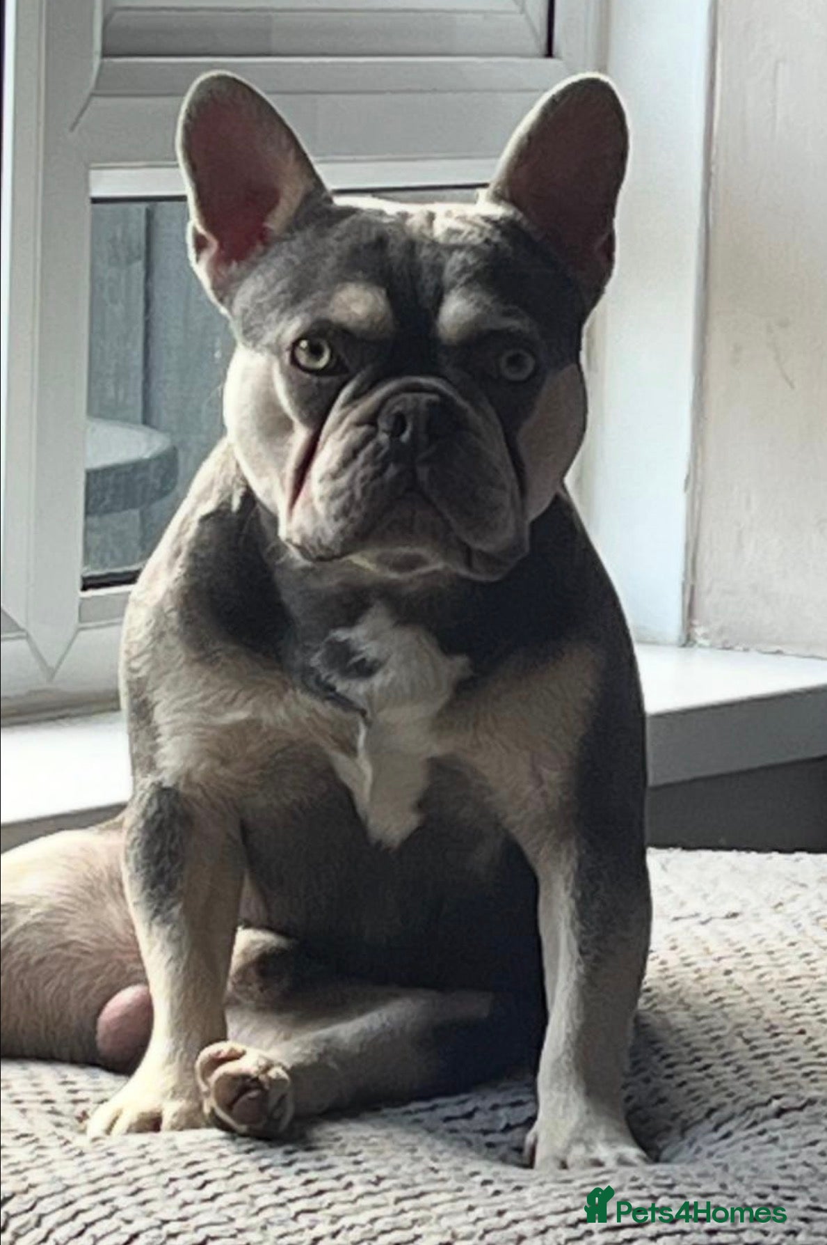 French Bulldog dogs for sale: French bulldog puppy’s  - Advert 3