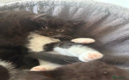 Mixed Breed cats for sale: Beautiful kittens for sale - Image 7