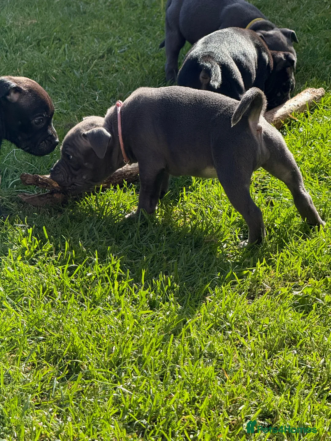 Staffordshire Bull Terrier dogs for sale: Beautiful Blue Staffy girl - Advert 2