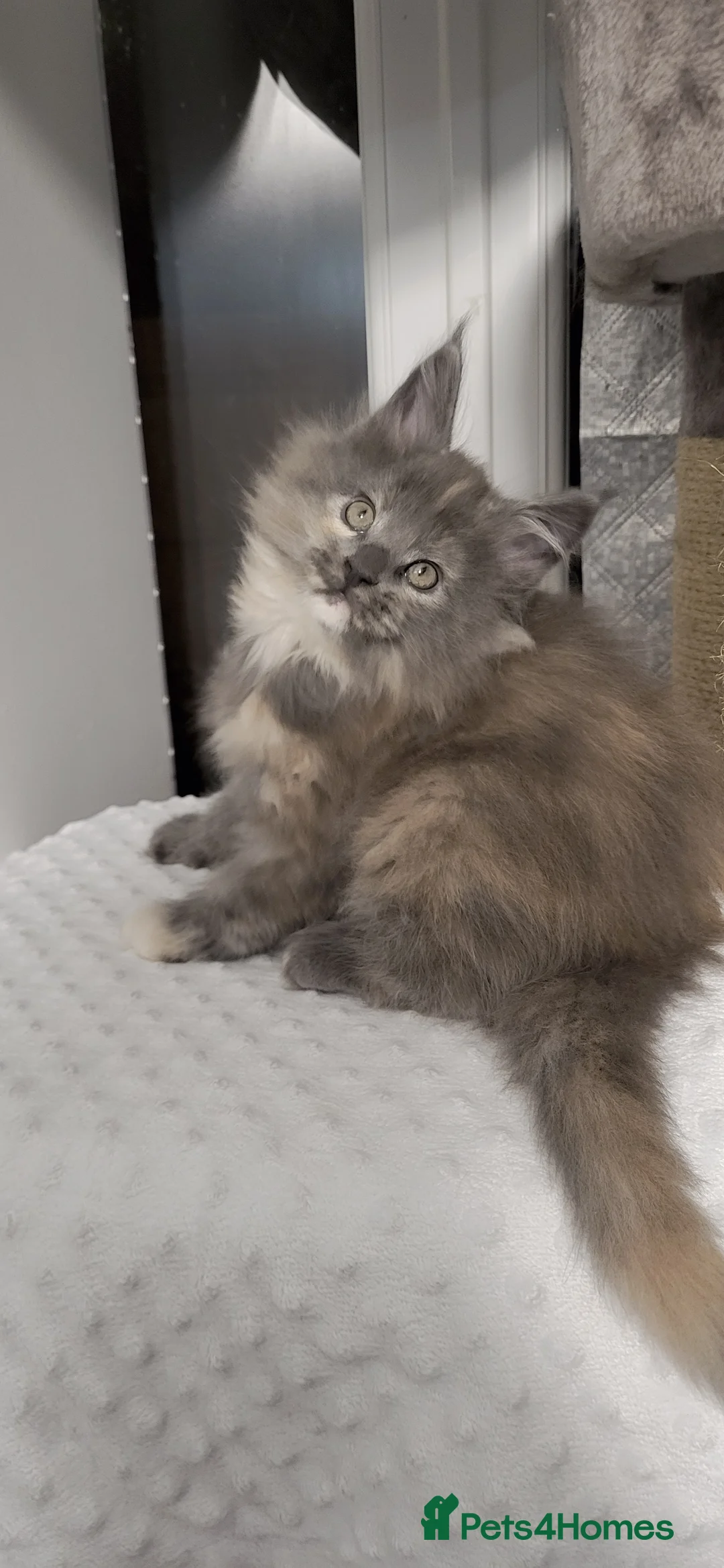 Maine Coon cats for sale: GCCF - Maine Coon Kittens - Advert 18