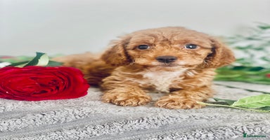 Cavapoo dogs - Advert 7