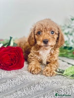 Cavapoo dogs - Advert 3
