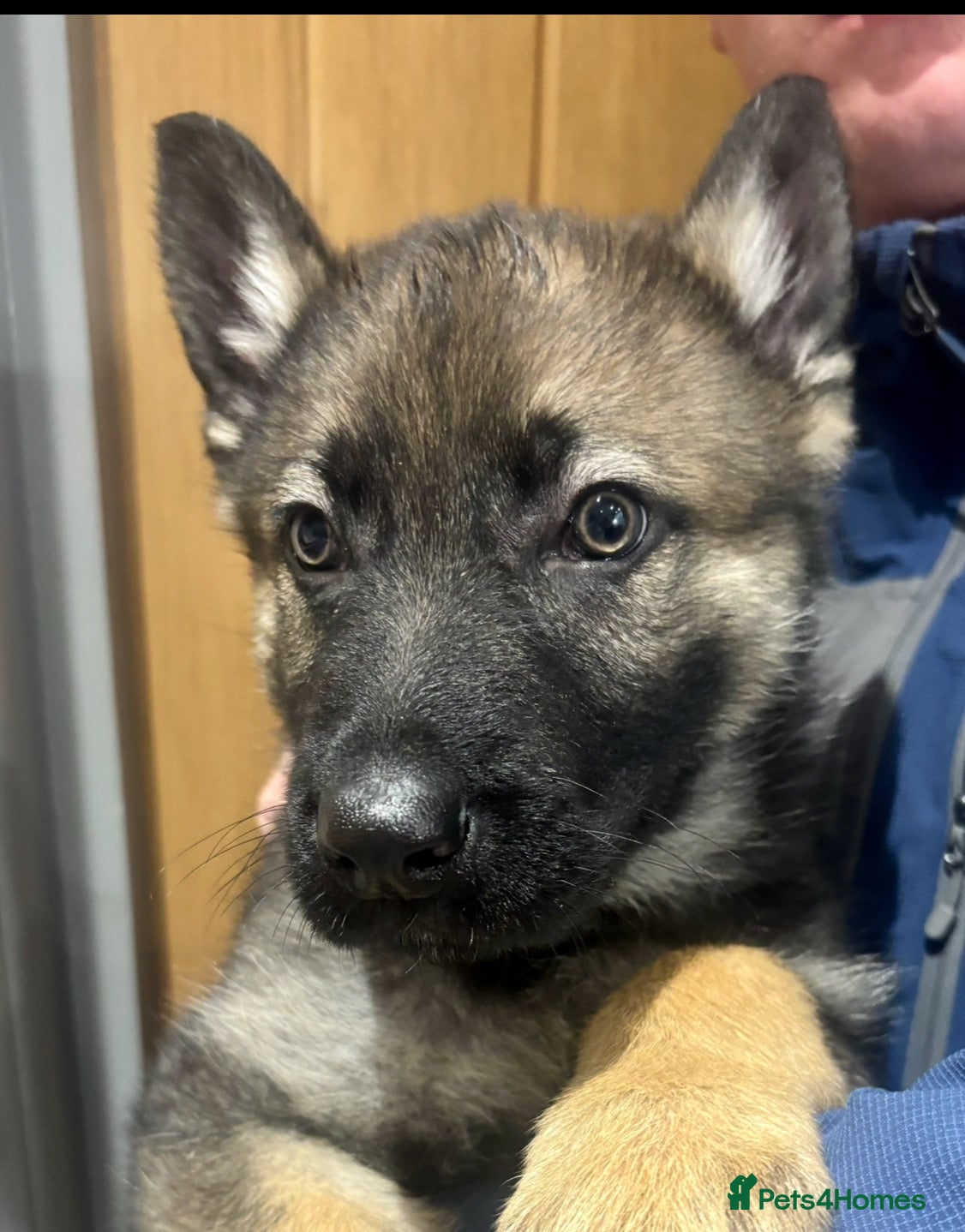 German Shepherd dogs Beautiful German Shepard puppies - Advert 1