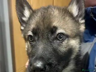 German Shepherd dogs Beautiful German Shepard puppies - Advert 1