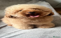 Toy Poodle dogs for stud: Gorgeous Red Toy Poodle For Stud - Image 1