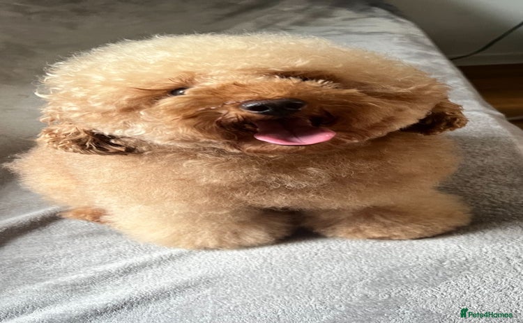 Toy Poodle dogs for stud - Advert 2