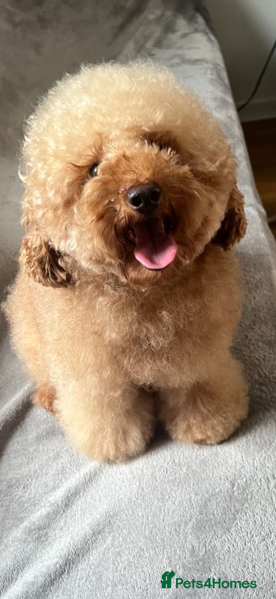 Toy Poodle dogs for stud: Gorgeous Red Toy Poodle For Stud - Image 1