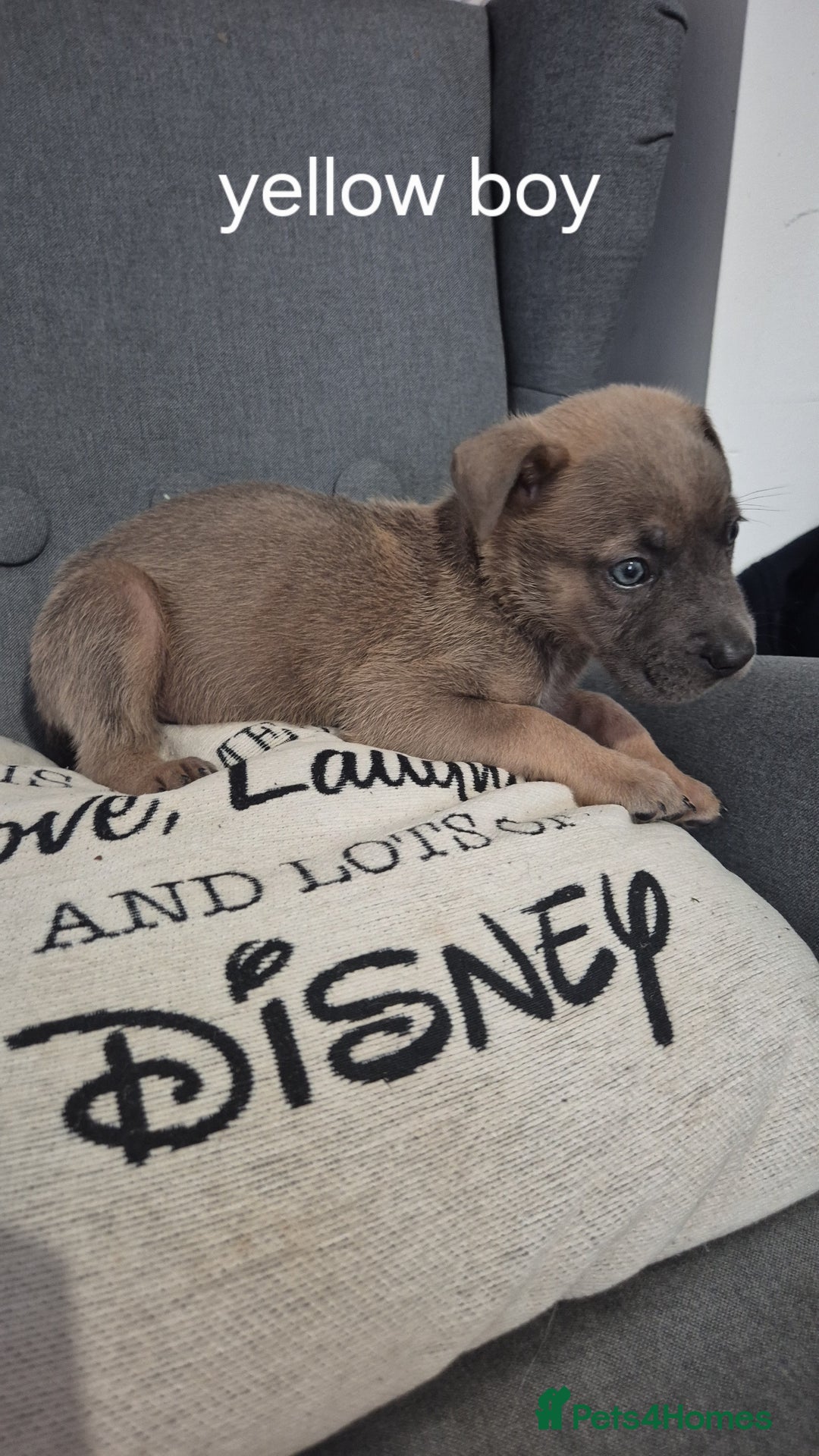 Mixed Breed dogs for sale: German shepard cross American bulldogs - Image 3