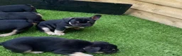 French Bulldog dogs for sale: 6 girls 1 boy  in Maidstone - Advert 4