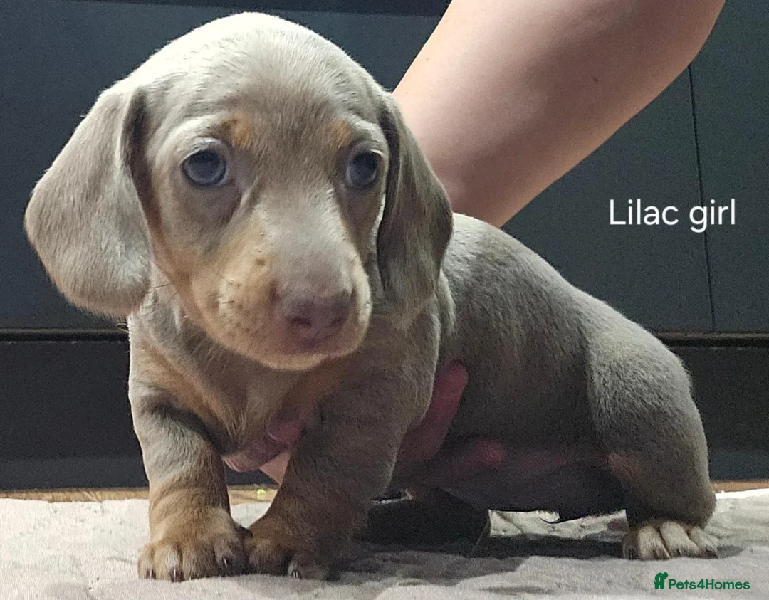 Miniature Dachshund dogs for sale: Beautiful miniture daschund puppies. in Redcar - Advert 2