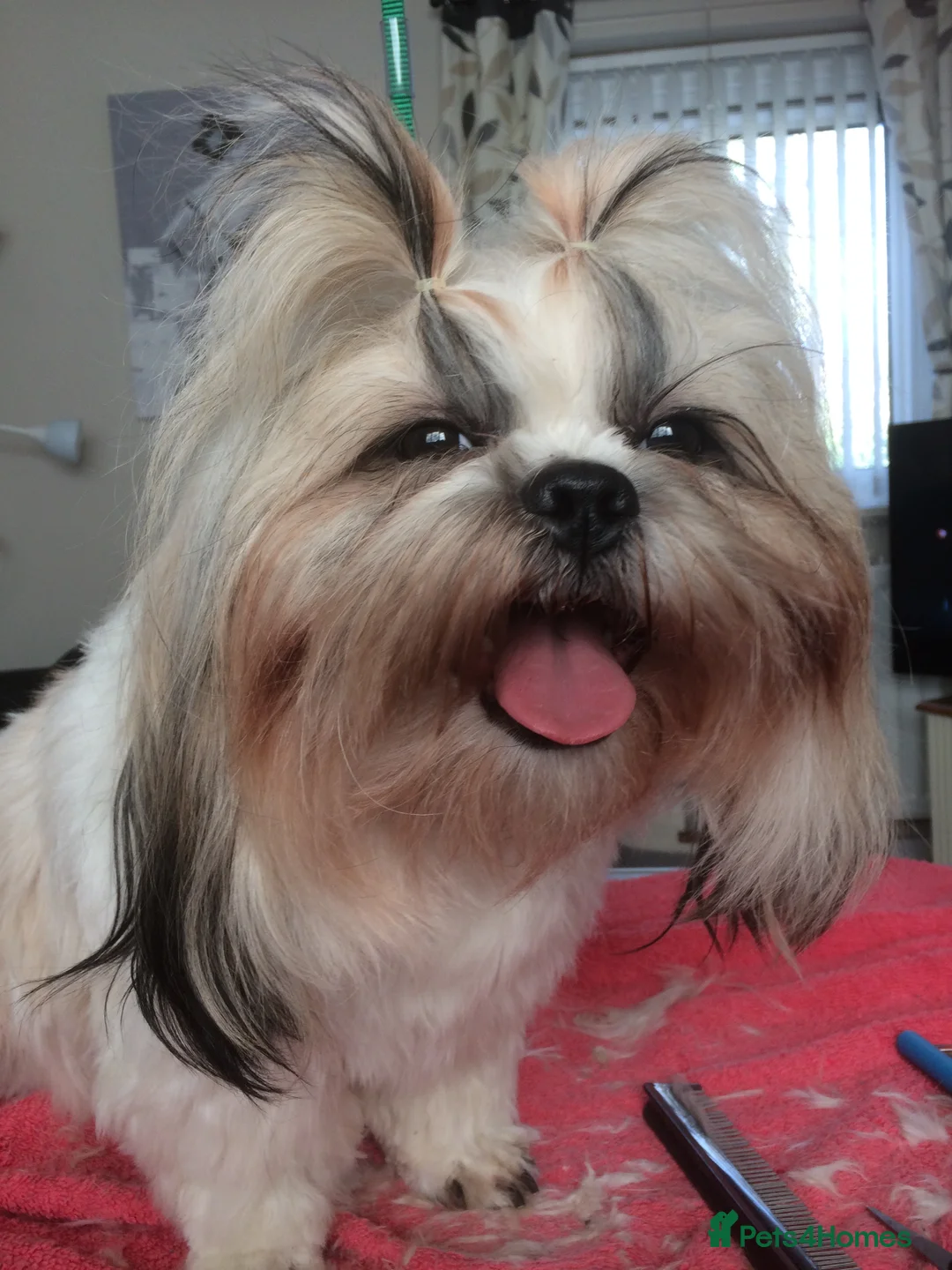 Shih Tzu dogs for stud: Shih tzu STUD only not for sale  in Birmingham - Advert 2