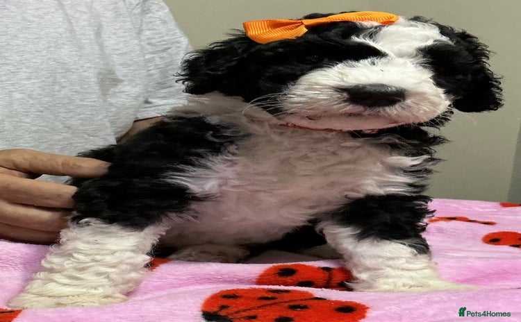 Sheepadoodle dogs - Advert 2