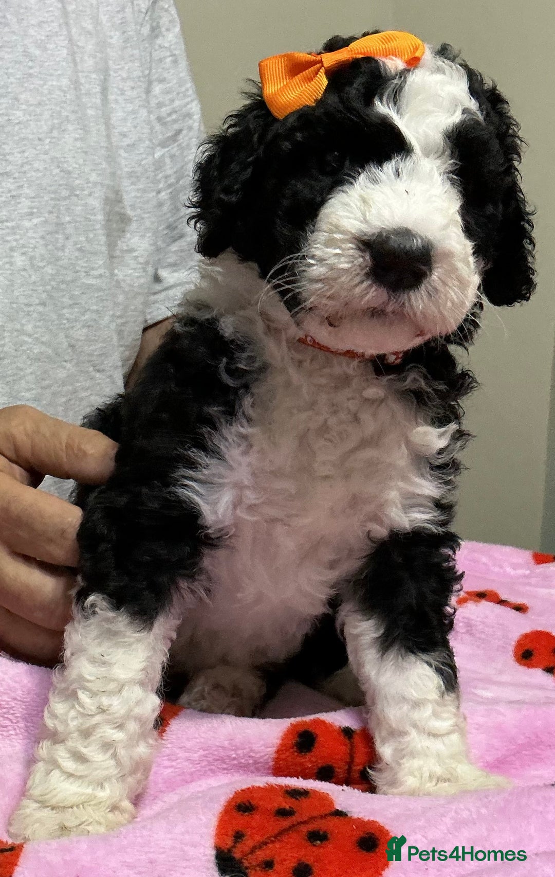 Sheepadoodle dogs for sale: Stunning Sheepadoodle puppies - Image 1